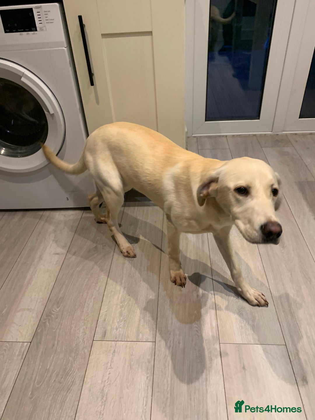 Labrador Retriever dogs for sale: Beautiful Labrador girl for sale  - Advert 2