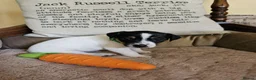 Jack Russell dogs for sale: TRADITIONAL JACK RUSSELL FROM WORKING ORGANIC FARM - Advert 17