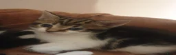 Mixed Breed cats for sale: Sweet Kittens Raised with Love and Children - Advert 31