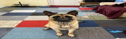 Mixed Breed dogs for adoption: 🐾 Cedric – Stunning, Loyal Boy - Advert 4