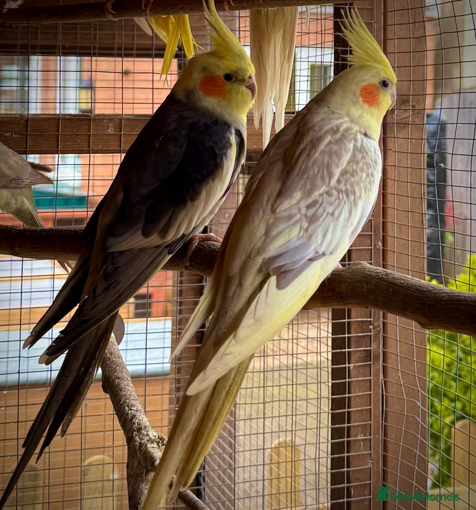 Cockatiels birds Cockatiels for rehoming - Advert 2