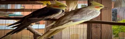 Cockatiels birds for sale: Cockatiels for rehoming - Advert 1