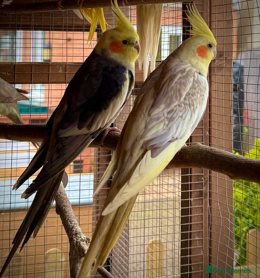 Cockatiels birds for sale: Cockatiels for rehoming - Advert 1