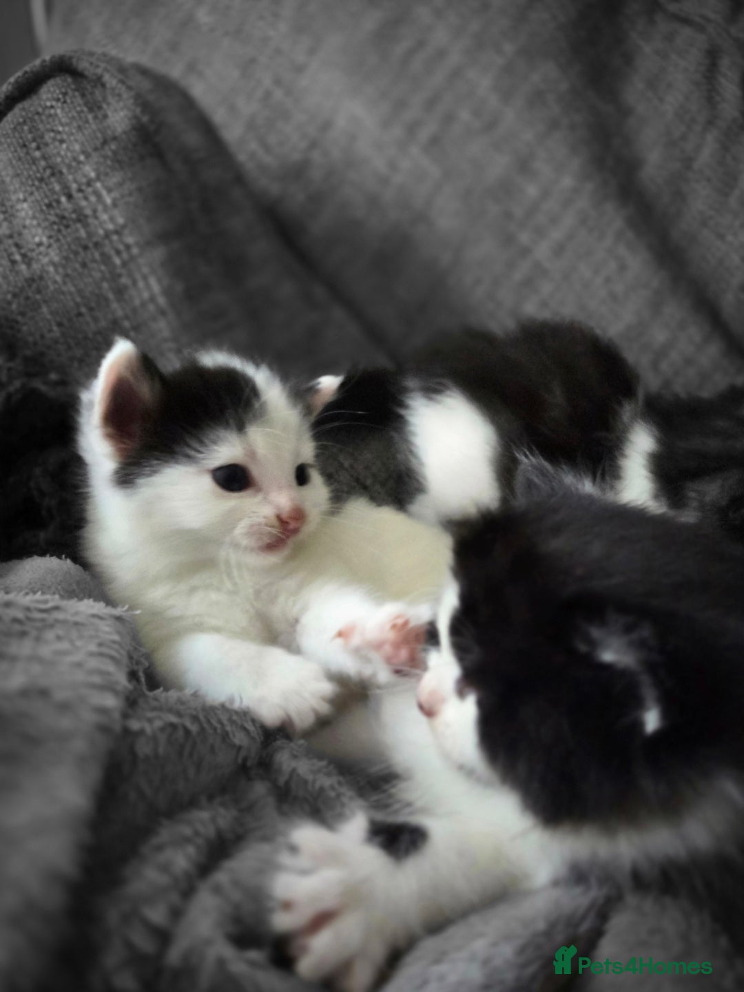 Mixed Breed cats for sale: 5 Fabulous kittens - Advert 9