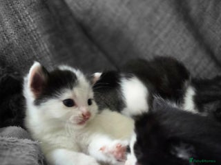 Mixed Breed cats 2 Fabulous kittens - Advert 2
