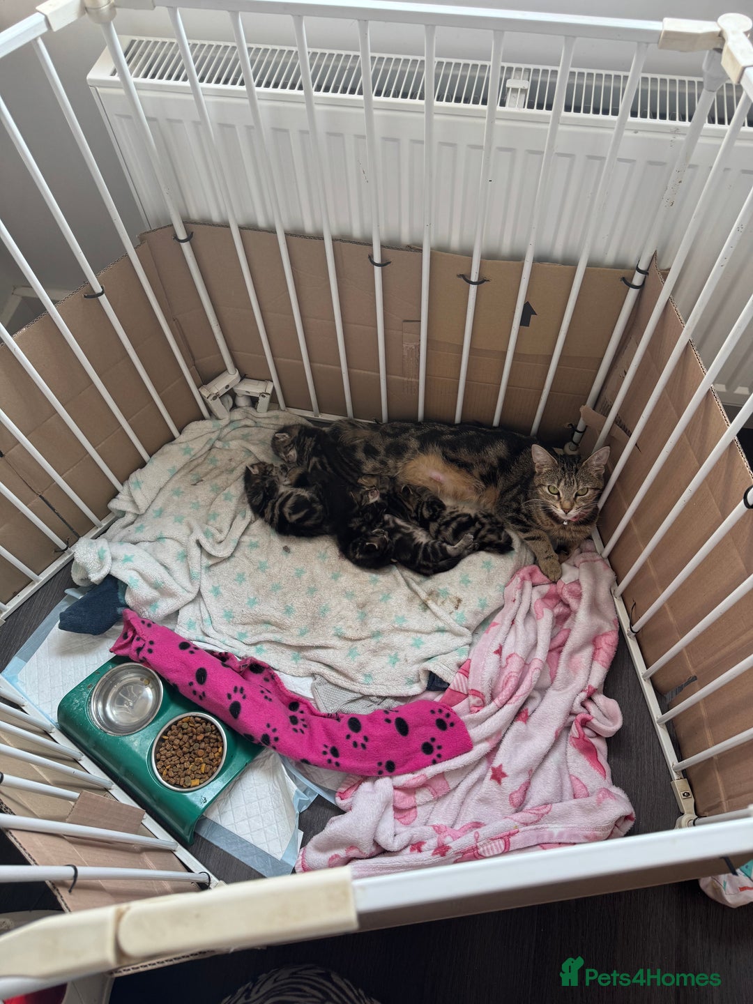 Domestic Shorthair cats for sale: Beautiful babies 😍 - Image 7