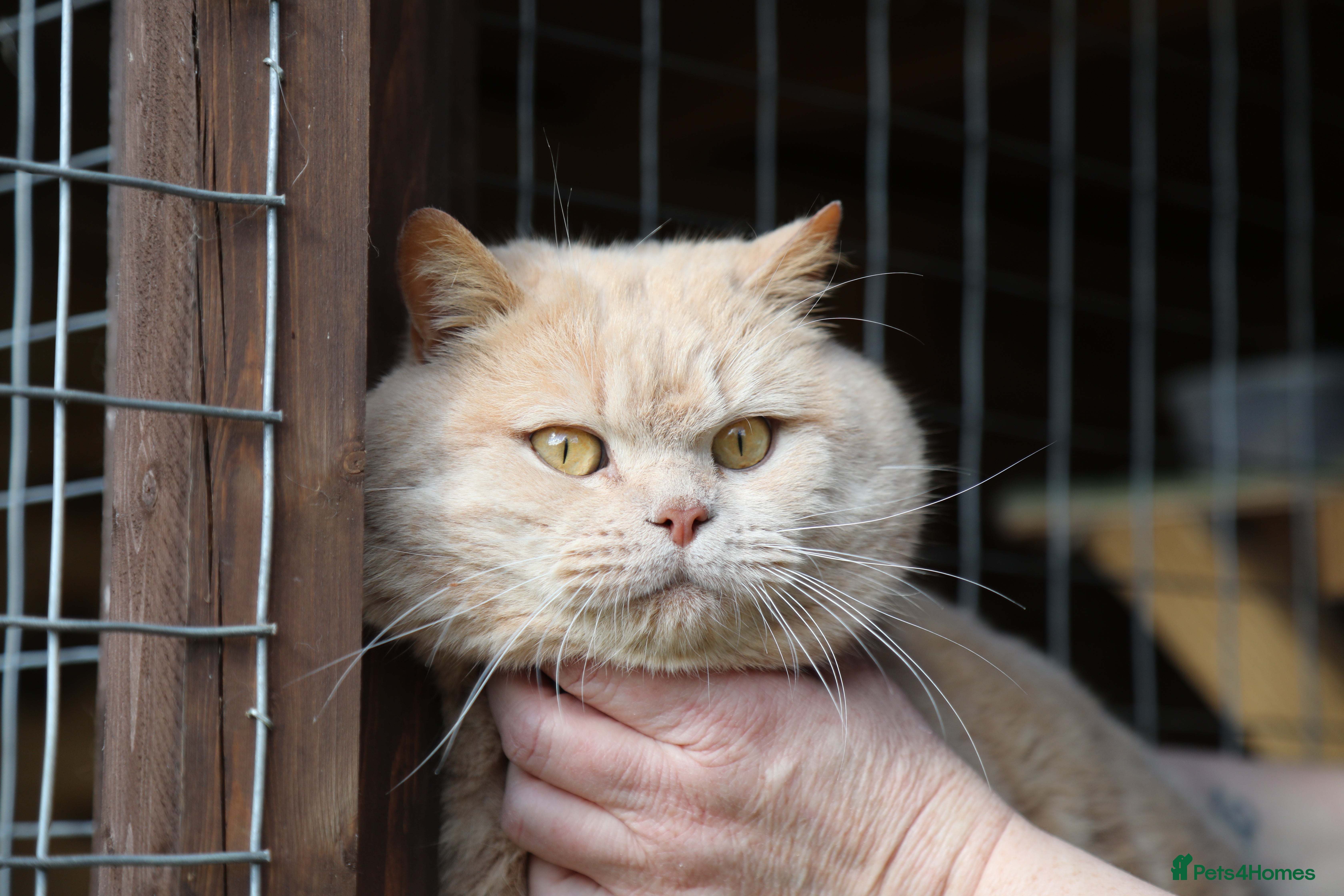 British Shorthair cats CREAM BRITISH SHORTHAIR STUD in Norwich - Advert 3