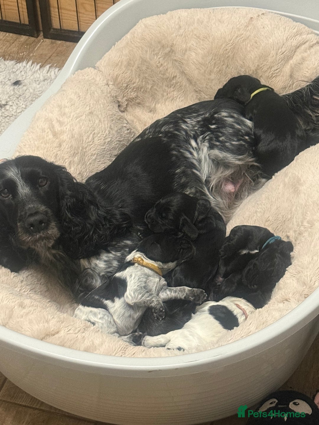 Cocker Spaniel dogs for sale: 🐾 🌼 Helianthmum Working Cocker Spaniels🌼 🐾 - Image 6