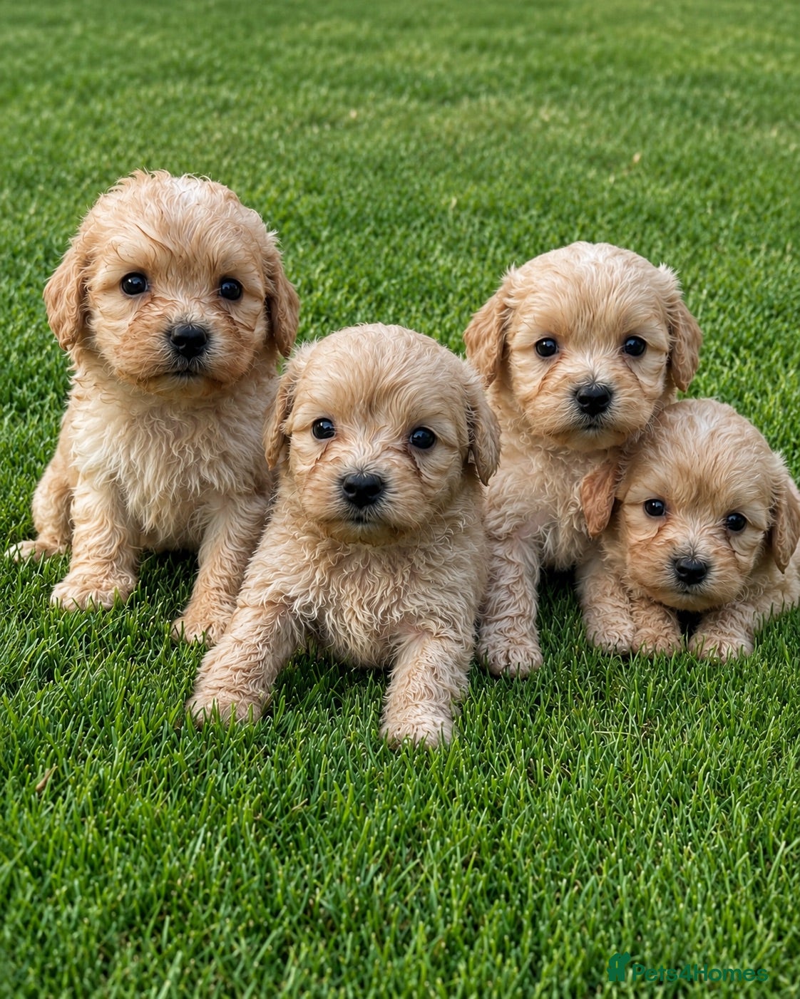 Cavachon dogs 🐶Beautiful cavapoochon puppies ready to leave 🐶  - Advert 1