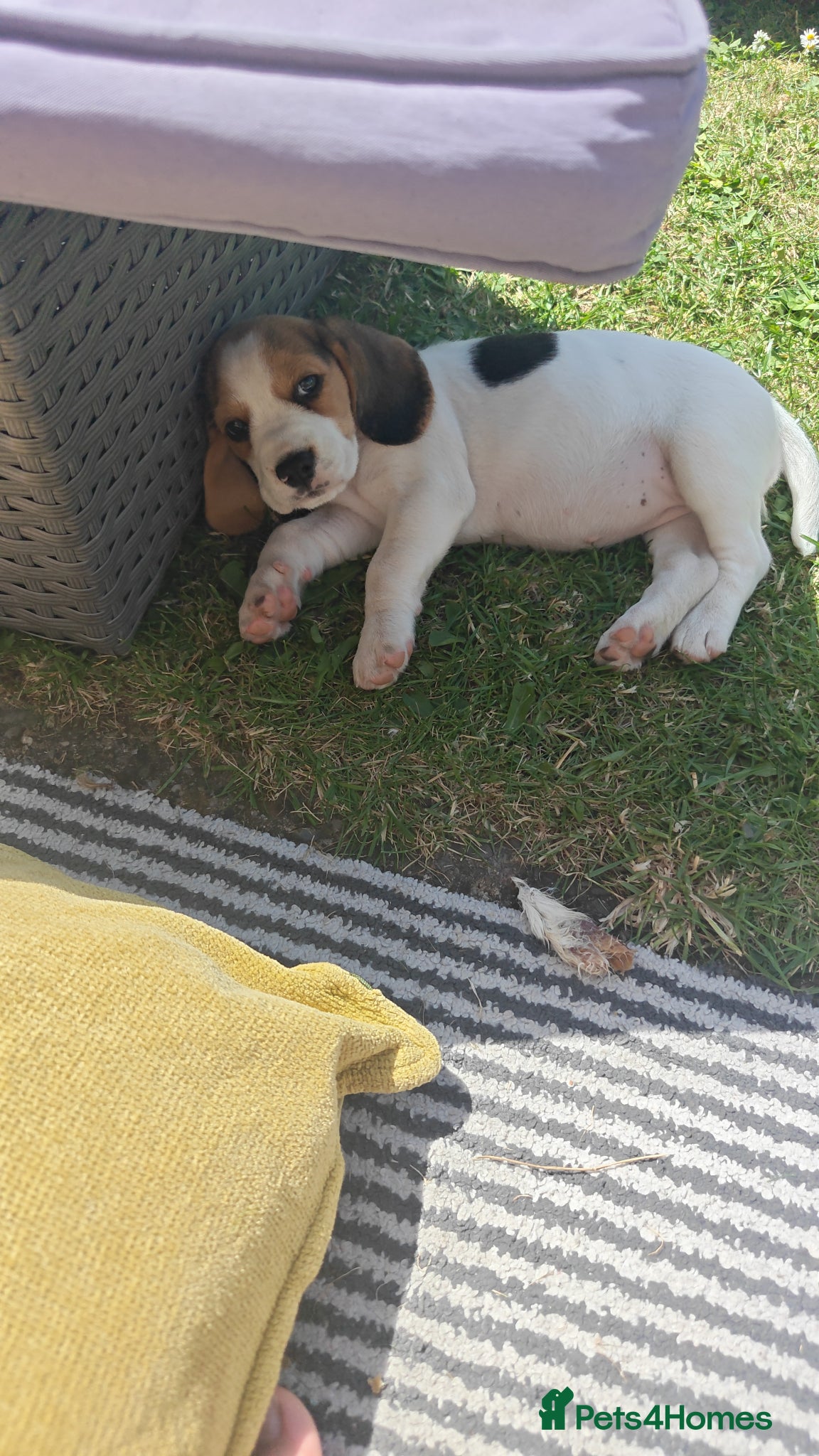 Beagle dogs for sale: Beagle female  in Prenton - Advert 7