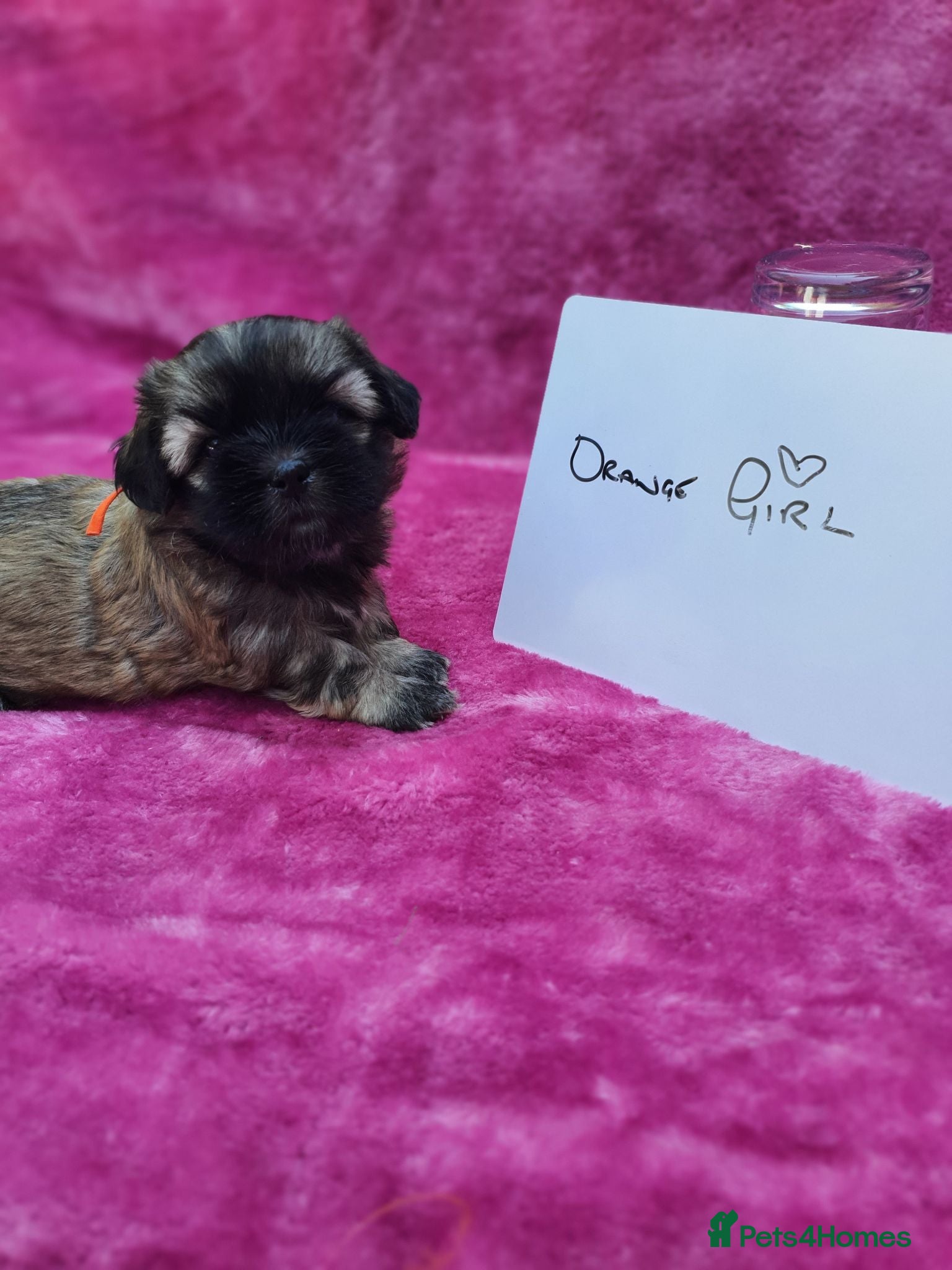 Malshi dogs Small Malshi puppies ( Maltese x Shihtzu) - Advert 3