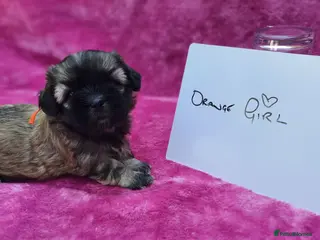 Malshi dogs Small Malshi puppies ( Maltese x Shihtzu) - Advert 4