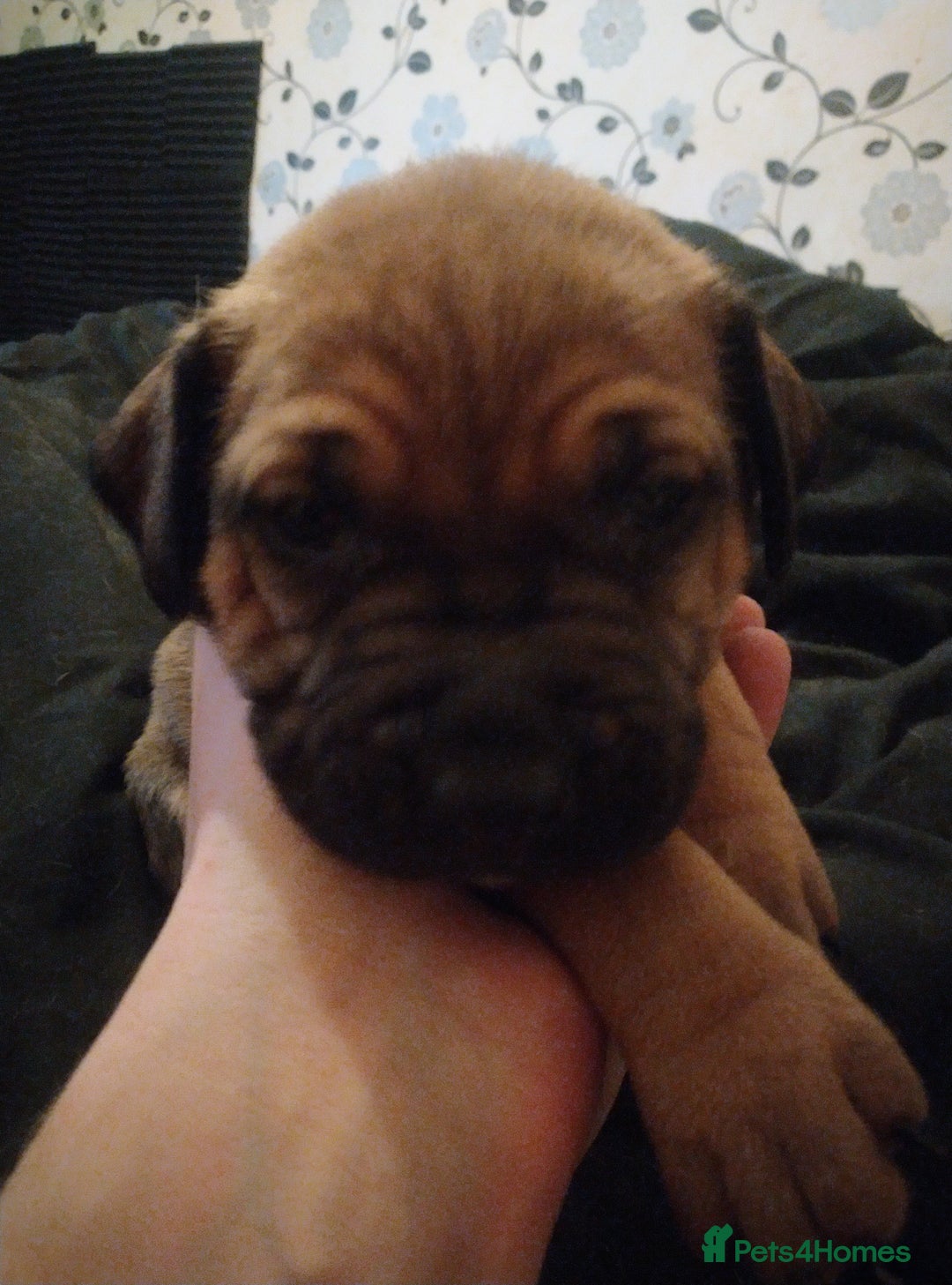Mixed Breed dogs for sale: Mastiff cross - Advert 2