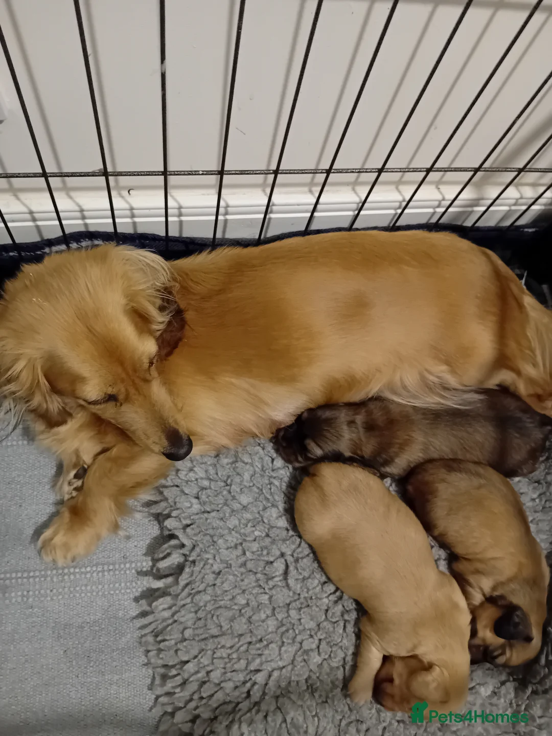 Miniature Dachshund dogs for sale: Miniature Longhaired Puppies - Advert 5