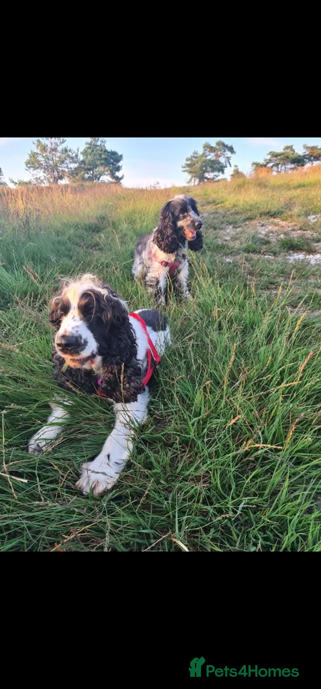 Cocker Spaniel dogs for sale: Show type Cocker Spaniel puppies  - Advert 24