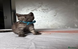 Scottish Fold cats for sale: Scottish fold kittens ready to find new homes - Image 13