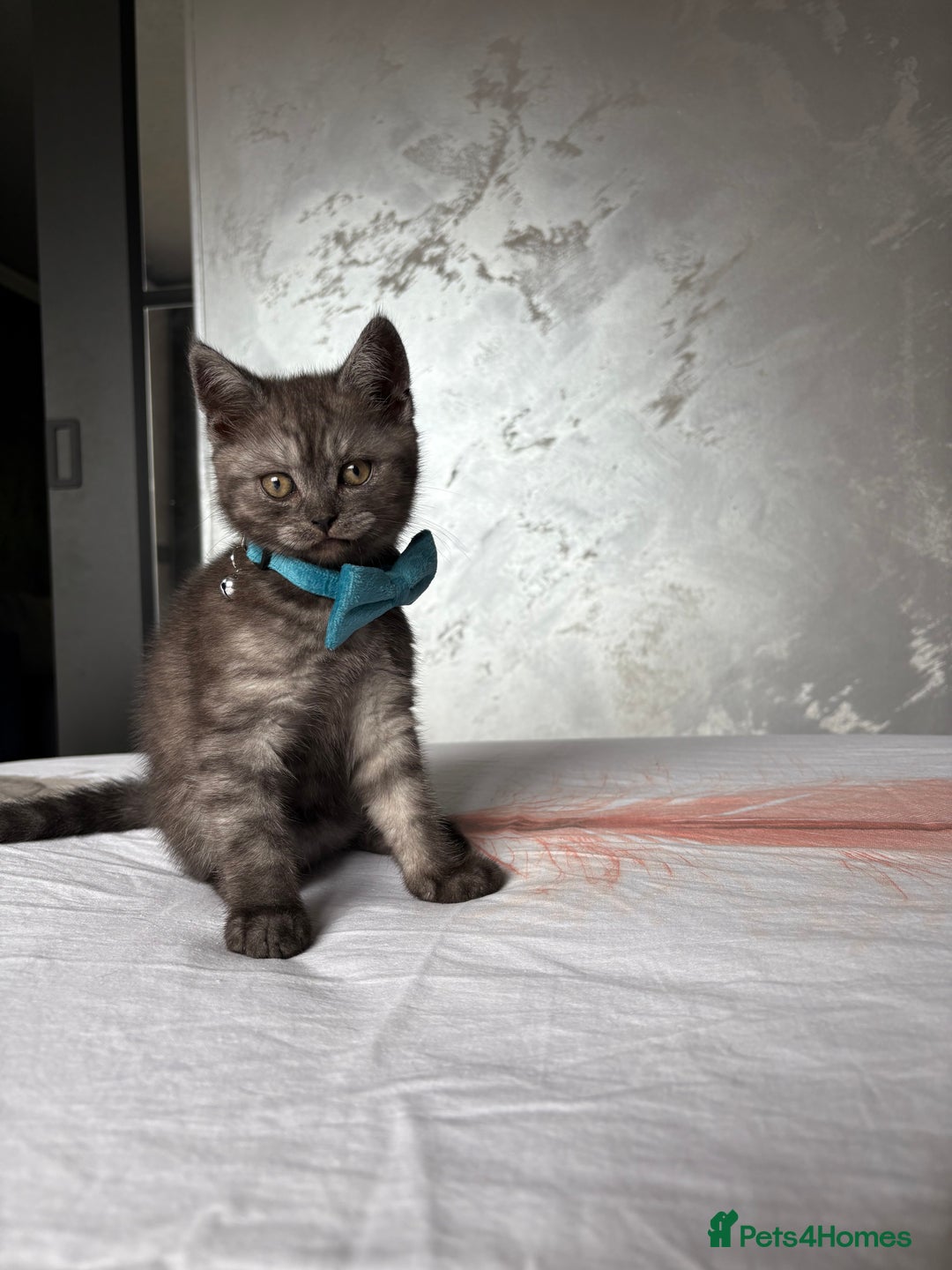 Scottish Fold cats for sale: Scottish fold kittens ready to find new homes - Image 13