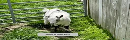 Goats livestock for sale: Pygmy Goat kids. - Advert 3