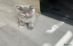 British Shorthair cats for sale: Beautiful british shorthair for sale  - Image 3