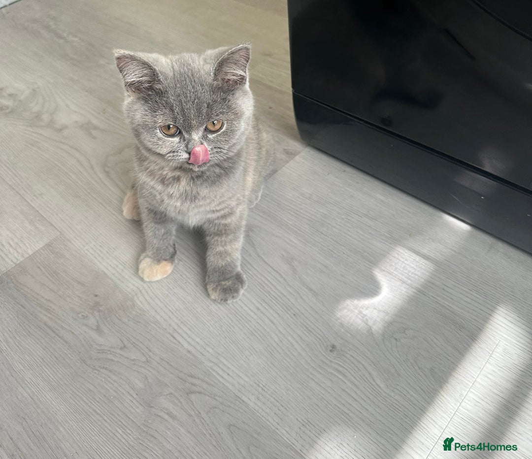 British Shorthair cats for sale: Beautiful british shorthair for sale  - Image 3