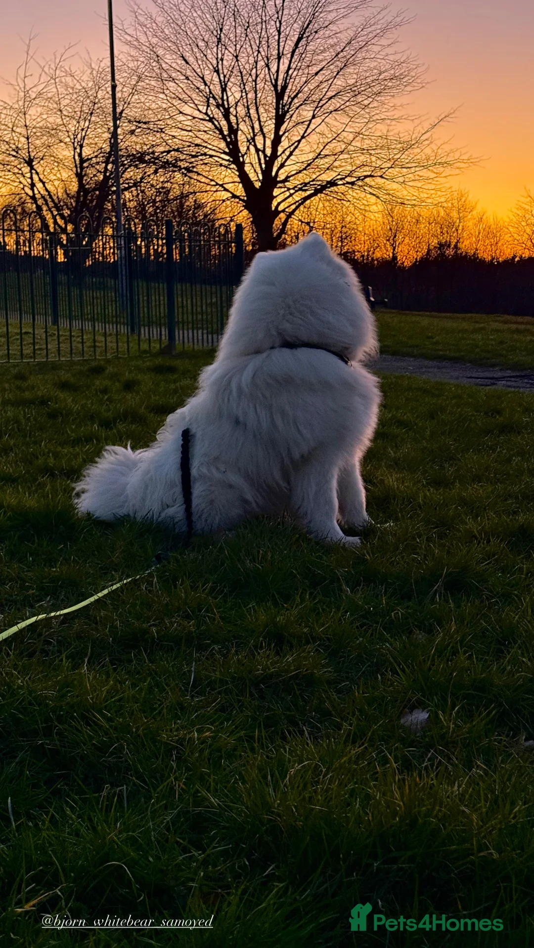 Samoyed dogs for stud: Elite Samoyed Stud–A Genetic Freek Bear Face type. in Deeside - Advert 4