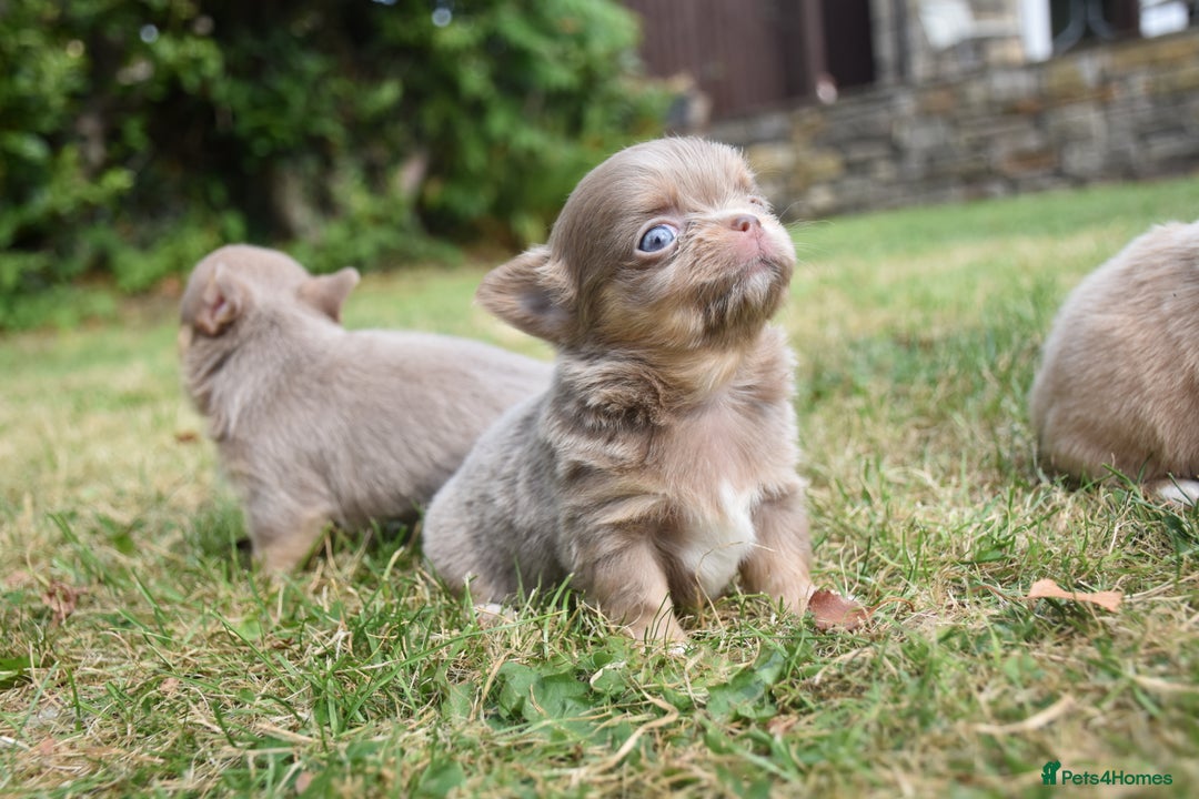 Chihuahua dogs for sale: ⭐️Gorgeous Long haired Lilac and Tan Chihuahuas ⭐️ - Image 9