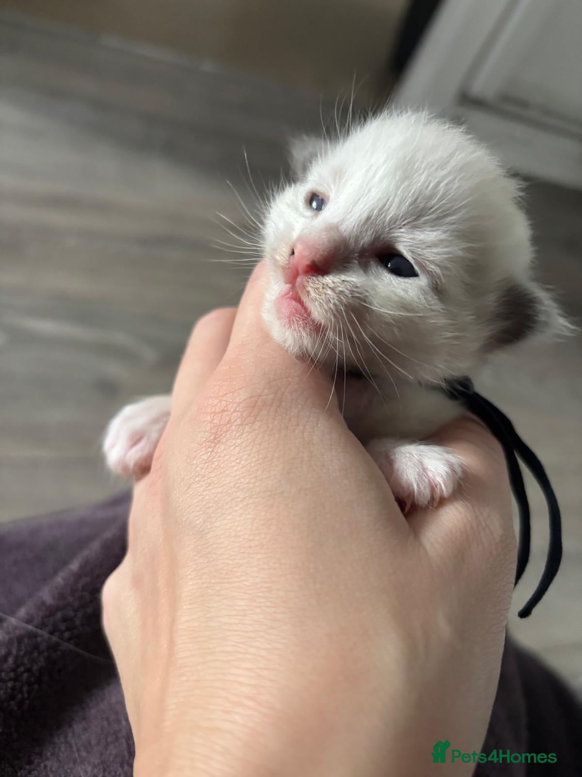 Ragdoll cats for sale: Ragdoll kittens ready for December - Advert 3