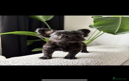 French Bulldog dogs for sale: 🚨 REDUCED to £1000 if taken this weekend🚨 - Image 8