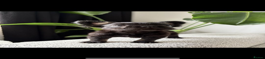 French Bulldog Puppy 2