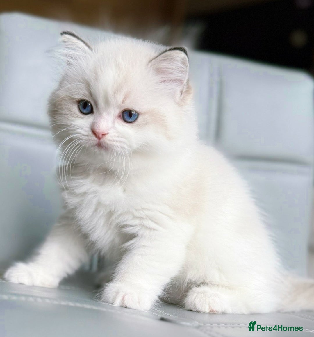 Ragdoll cats for sale: DNA Tested Ragdoll Kitten 1 Male Available  - Advert 6