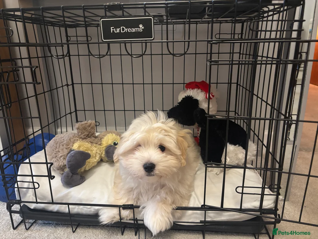 Maltipoo dogs for sale: Maltipoo - Advert 36