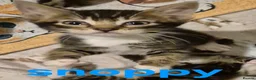 Mixed Breed cats for sale: Beautiful loved , healthy kitten's  in Bournemouth - Advert 21