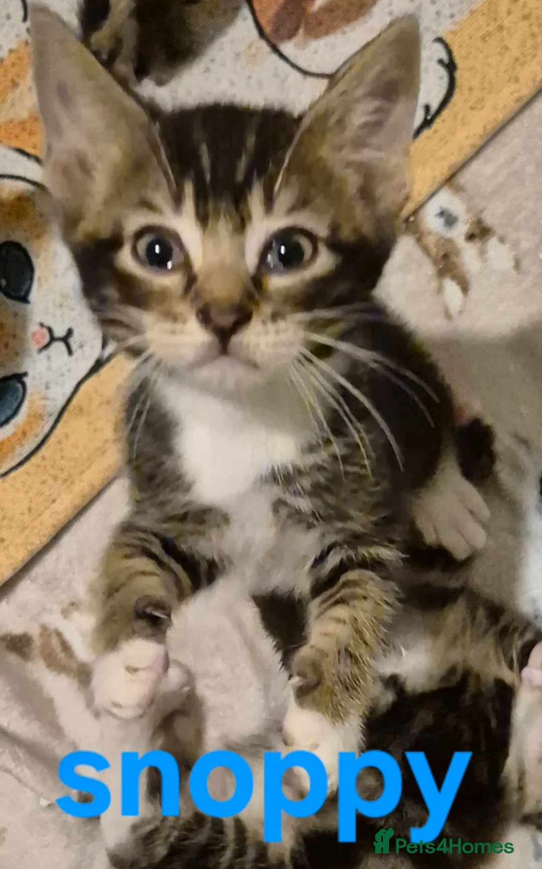 Mixed Breed cats for sale: Beautiful loved , healthy kitten's  in Bournemouth - Advert 21