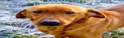 Labrador Retriever dogs for stud: Fox Red Labrador at Stud - Advert 3