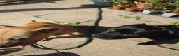 Staffordshire Bull Terrier dogs for sale: Stunning brindle Staffordshire Bull terrier pups - Advert 22