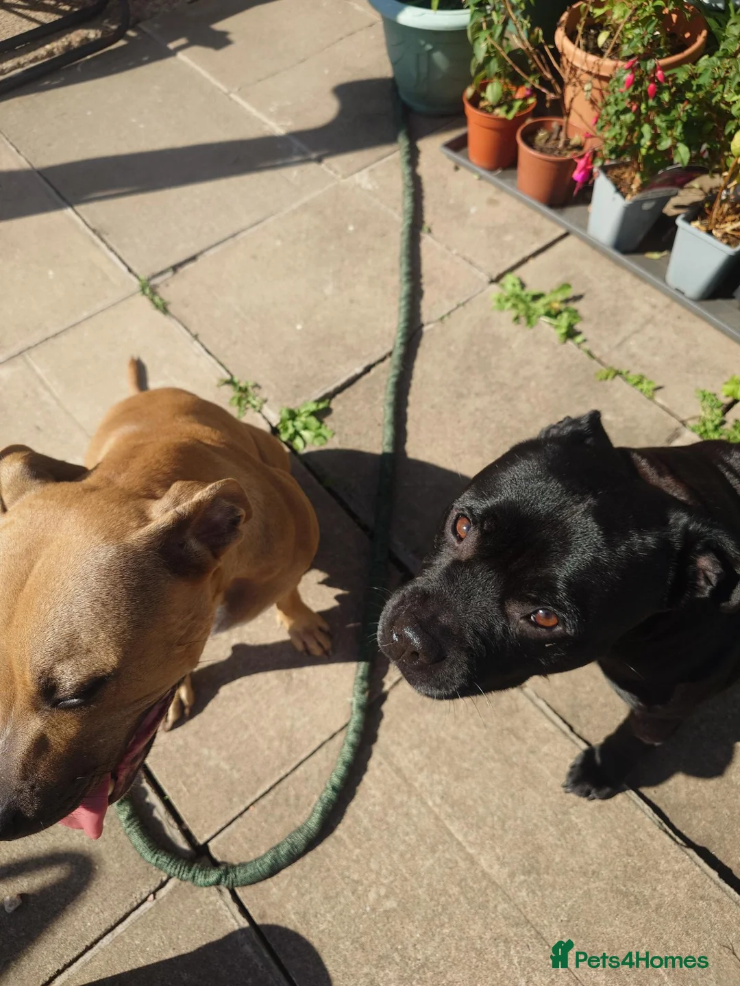 Staffordshire Bull Terrier dogs for sale: Stunning brindle Staffordshire Bull terrier pups - Advert 22