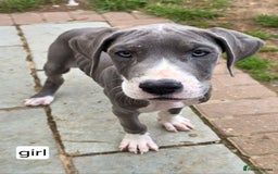 Great Dane dogs for sale: Great dane puppies for sale  - Image 6