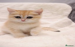 British Shorthair cats for sale: Champion Bloodlines BSH kittens  - Image 22