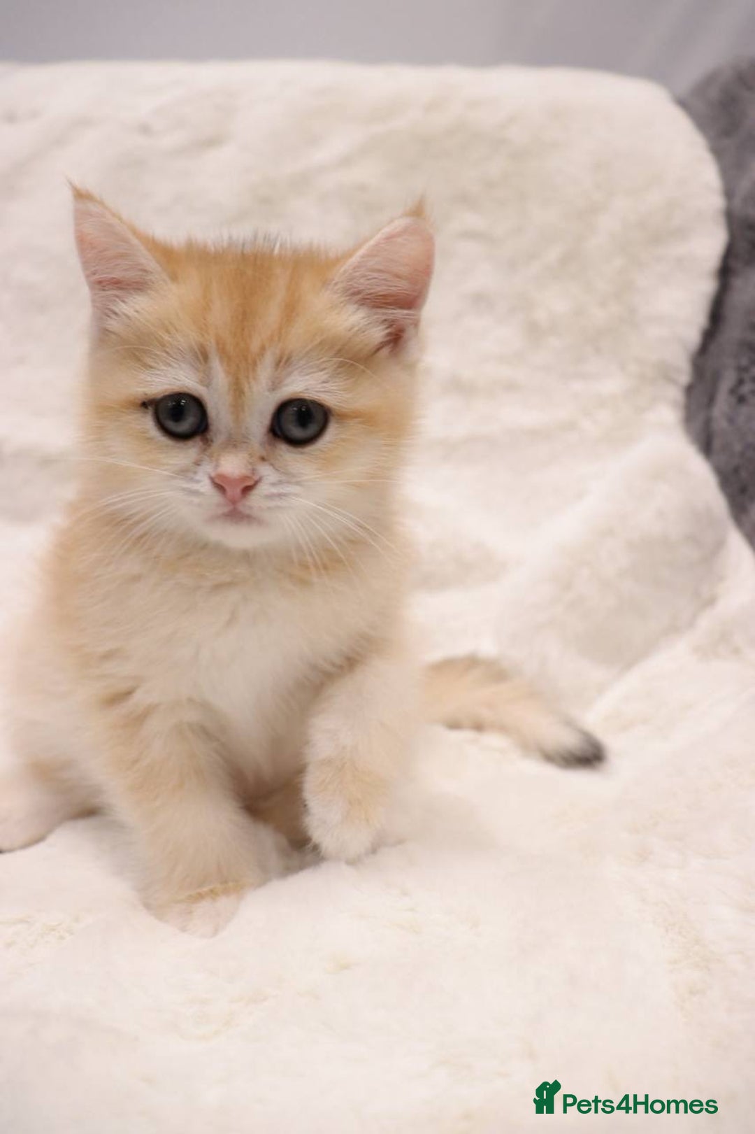 British Shorthair cats for sale: Champion Bloodlines BSH kittens  - Image 22