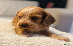 Cocker Spaniel dogs for sale: 6 Cocker Spaniel puppies for sale - Advert 17