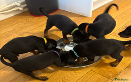 Dobermann dogs for sale: 🌟🌟KC Dobermanns - 38+ Champions in Bloodline🌟🌟 in London - Image 3