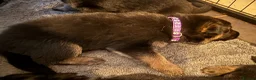 German Shepherd dogs for sale: 11 adorable bouncy German Shepard puppies  - Advert 19