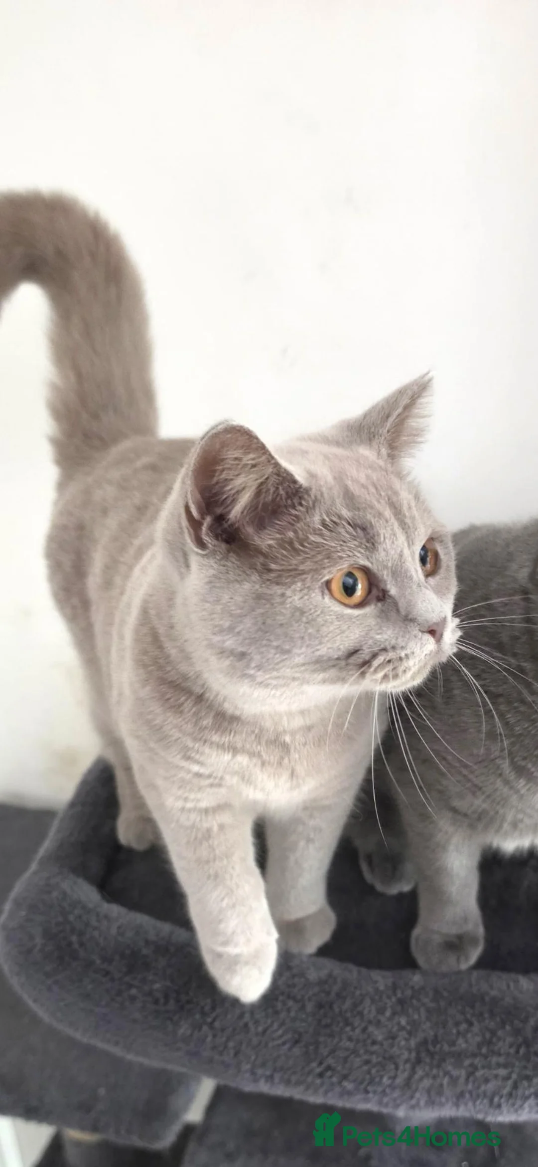 British Shorthair cats for sale: 🐾 Two Beautiful British Shorthair kittens 🐾 - Advert 9