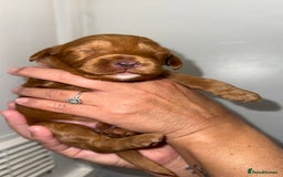 Australian Labradoodle dogs for sale: Stunning Labradoodle puppies - Advert 14