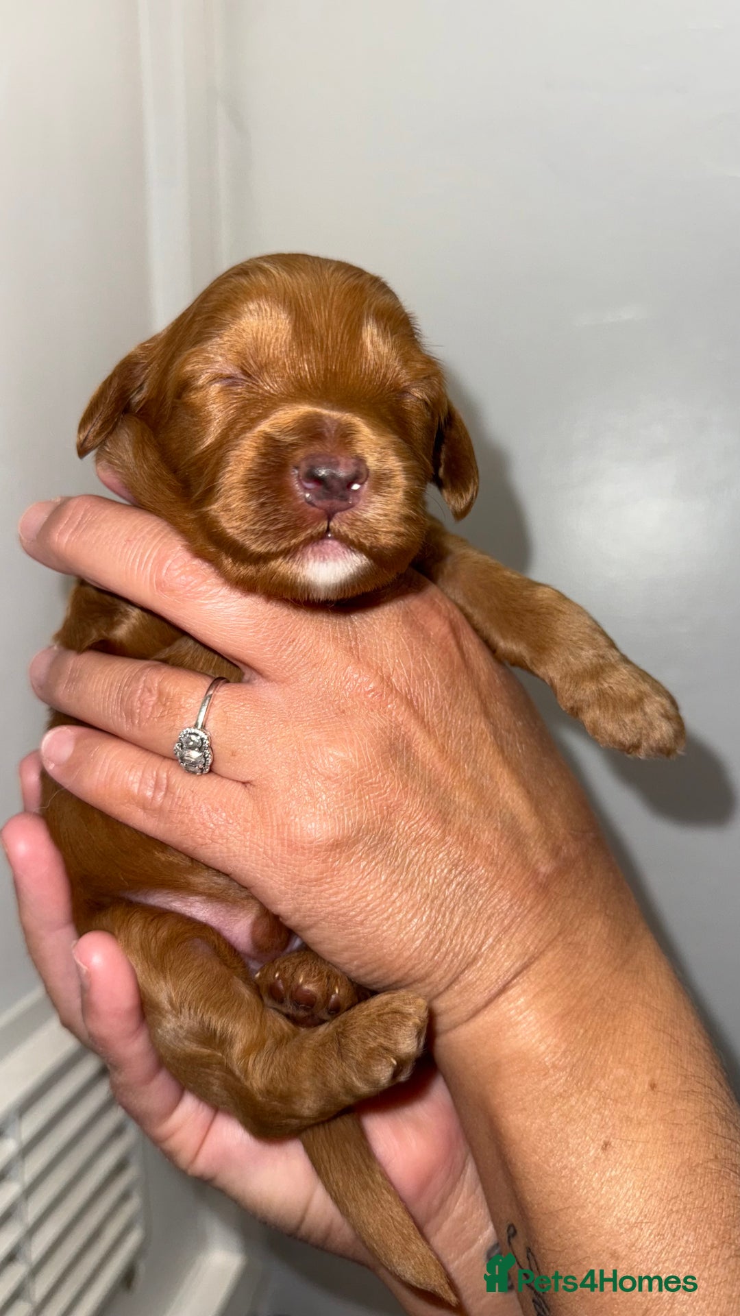 Australian Labradoodle dogs for sale: Stunning Labradoodle puppies - Advert 14