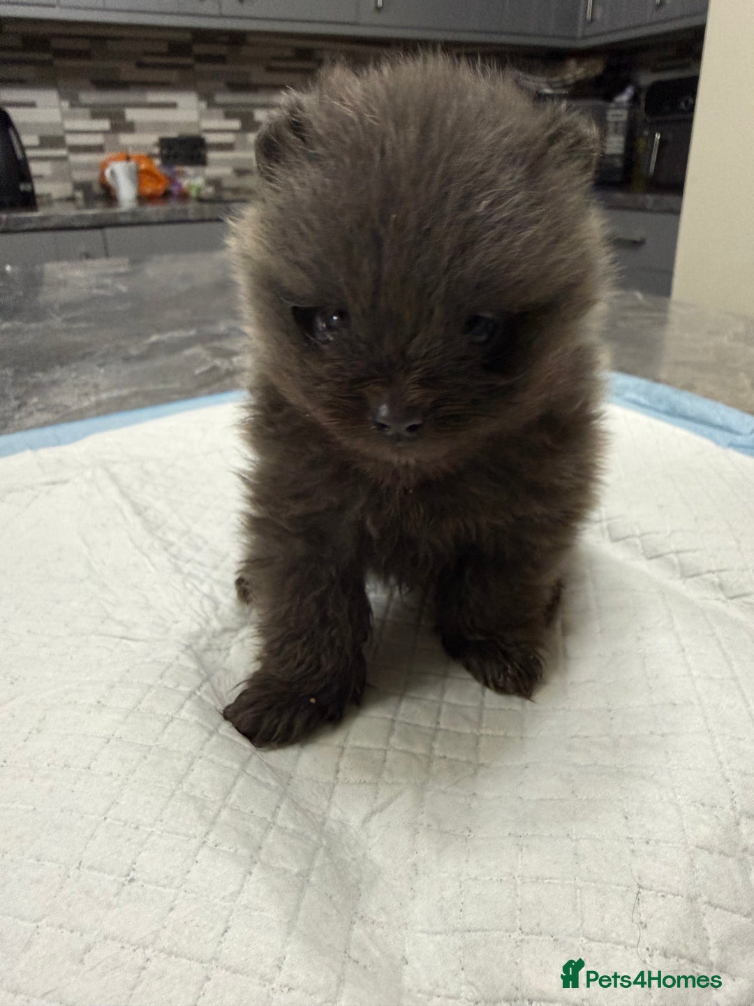 Pomeranian dogs for sale: Pomeranian boy for sale - Advert 3