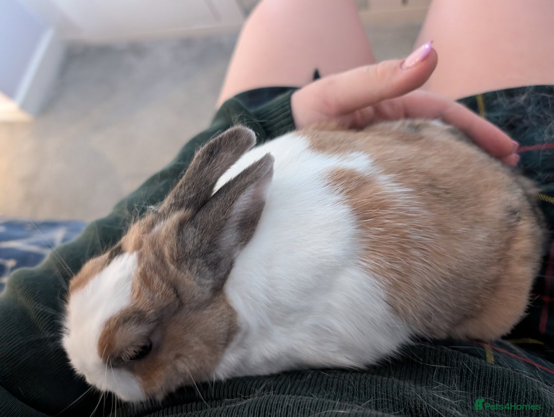 Dwarf Lop rabbits for sale: Neutered male dwarf lop - Image 2