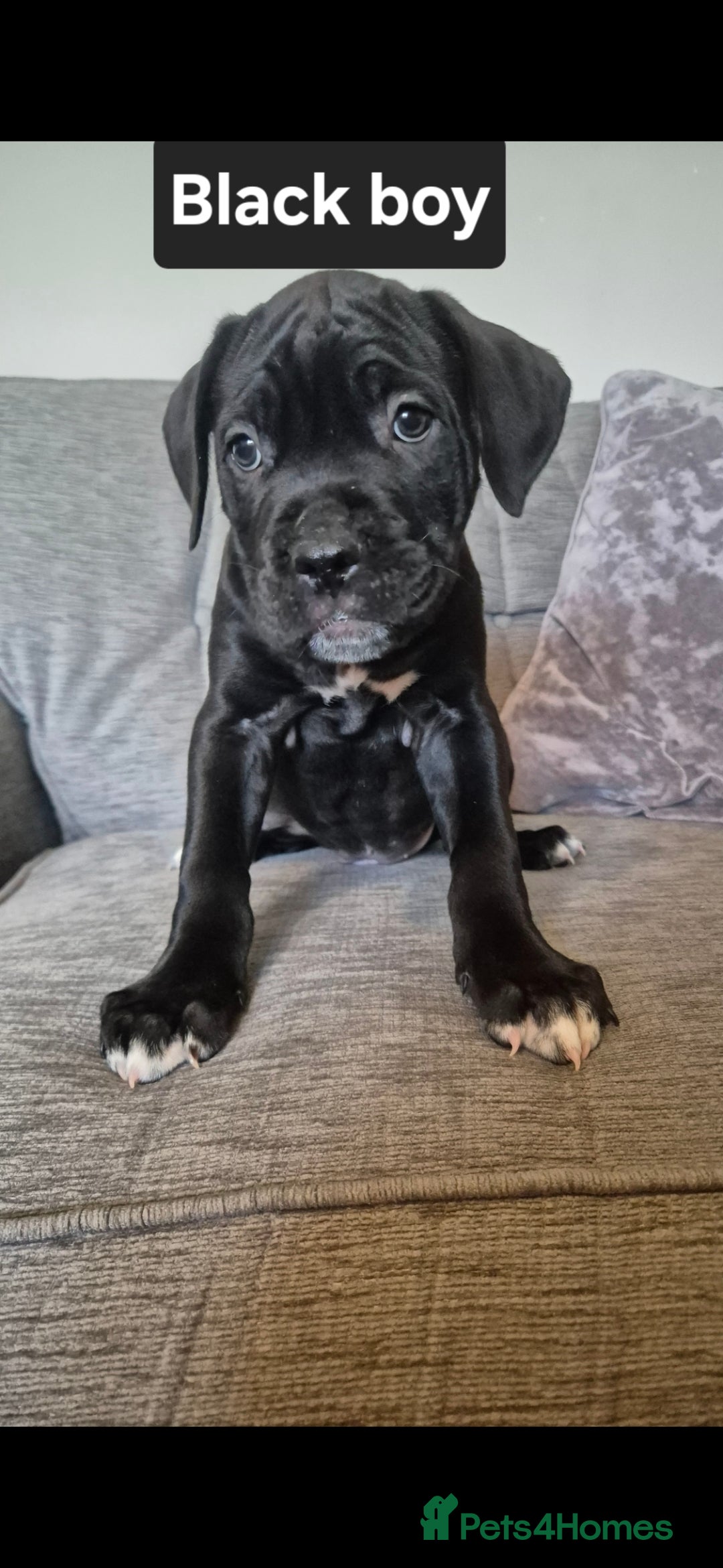 Cane Corso dogs for sale: Ready for new homes, cane corsos.  - Advert 10