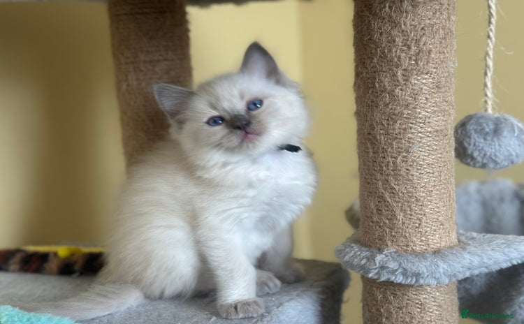 Ragdoll cats - Advert 14
