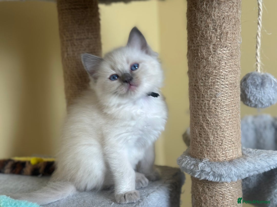 Ragdoll cats for sale: ✨Seal Point Male - Ready from 15th Nov 💙 - Image 13